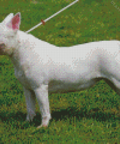 Bull Terrier White Dog Diamond Painting