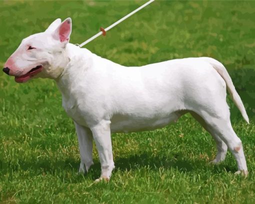 Bull Terrier White Dog Diamond Painting