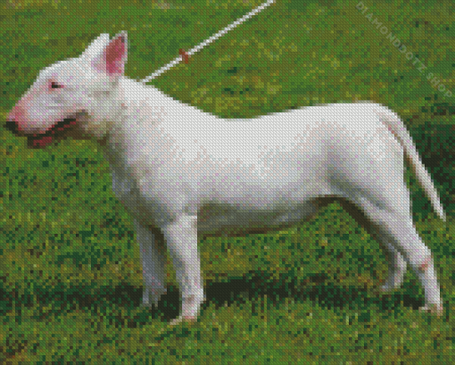 Bull Terrier White Dog Diamond Painting