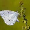 Close Up Holly Blue Diamond Painting