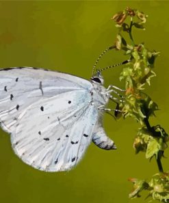 Close Up Holly Blue Diamond Painting