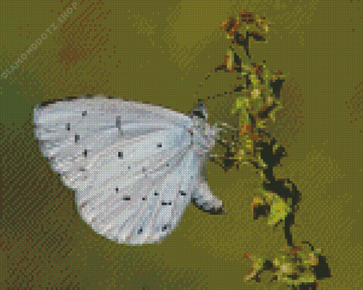 Close Up Holly Blue Diamond Painting