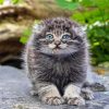 Pallas Cat Diamond Painting