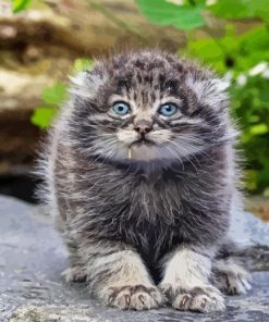 Pallas Cat Diamond Painting