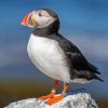 Cute Puffin On Rock Diamond Painting