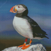 Cute Puffin On Rock Diamond Painting