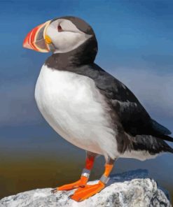 Cute Puffin On Rock Diamond Painting