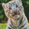 White Baby Tiger With Blue Eyes Diamond Painting