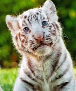 White Baby Tiger With Blue Eyes Diamond Painting