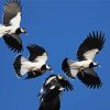 Flying Magpie Lark Birds Diamond Painting