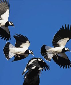 Flying Magpie Lark Birds Diamond Painting