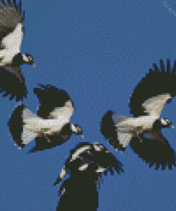 Flying Magpie Lark Birds Diamond Painting