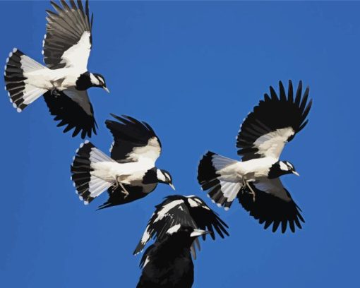 Flying Magpie Lark Birds Diamond Painting