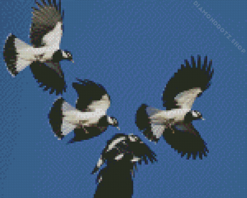 Flying Magpie Lark Birds Diamond Painting