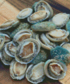 Haliotis Abalone Diamond Painting