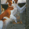 Kooikerhondje Diamond Painting