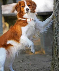 Kooikerhondje Diamond Painting