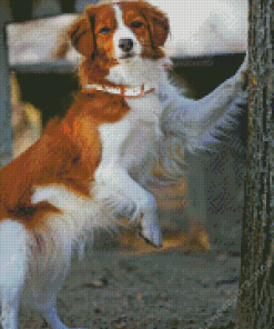 Kooikerhondje Diamond Painting