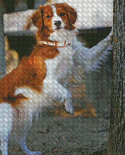 Kooikerhondje Diamond Painting