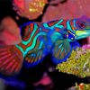 Mandarin Fish Diamond Painting