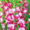 Pink Gladiolus Diamond Painting