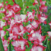 Pink Gladiolus Diamond Painting