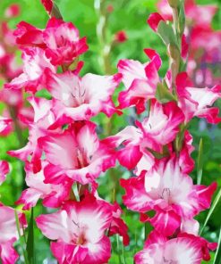 Pink Gladiolus Diamond Painting