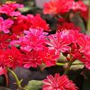 Red Lewisia Flowers Diamond Painting