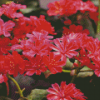 Red Lewisia Flowers Diamond Painting