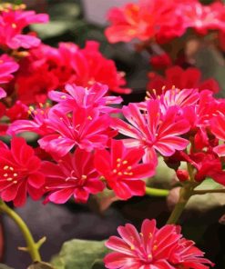 Red Lewisia Flowers Diamond Painting