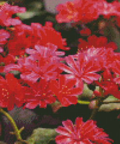 Red Lewisia Flowers Diamond Painting