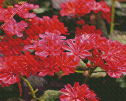 Red Lewisia Flowers Diamond Painting