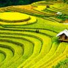 Rice Field Landscape Diamond Painting