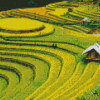 Rice Field Landscape Diamond Painting