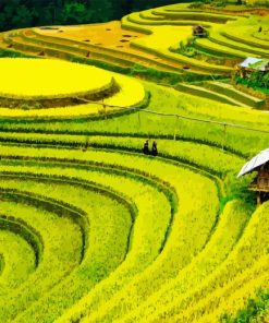 Rice Field Landscape Diamond Painting