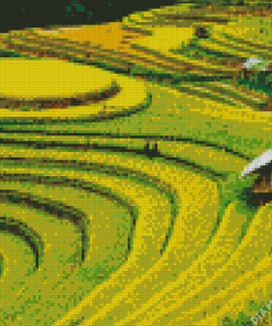 Rice Field Landscape Diamond Painting