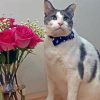 Roses Bouquet And Cat Diamond Painting