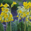 Spring Cowslips Flowers Diamond Painting