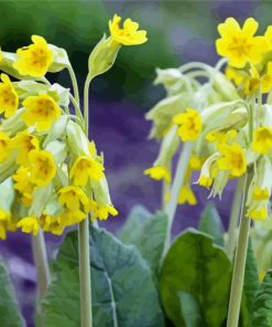 Spring Cowslips Flowers Diamond Painting