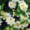 White Lantana Diamond Painting