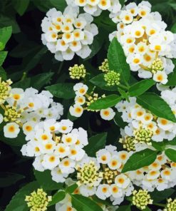 White Lantana Diamond Painting