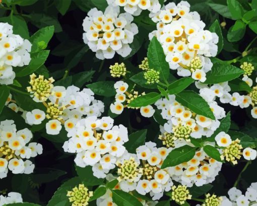 White Lantana Diamond Painting