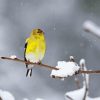 Yellow Bird And Snow Diamond Painting