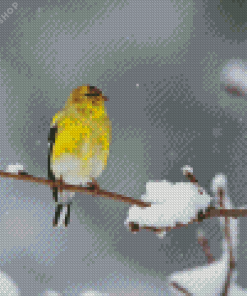 Yellow Bird And Snow Diamond Painting