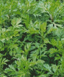 Artemisia Plant Diamond Painting