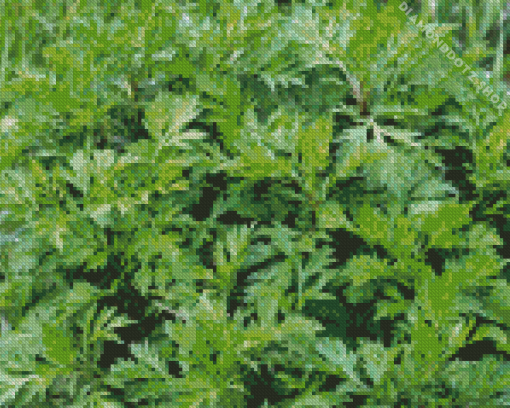 Artemisia Plant Diamond Painting