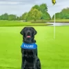 Black Golf Dog Diamond Painting