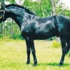 Black Sports Horses Diamond Painting