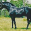 Black Sports Horses Diamond Painting