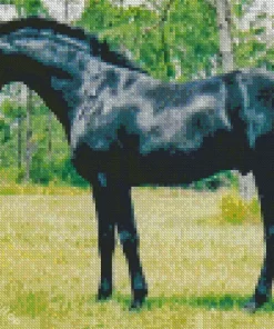 Black Sports Horses Diamond Painting